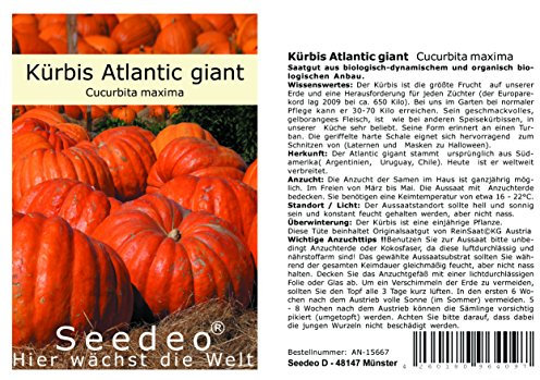 Seedeo® Riesenkürbis Atlantic giant (Cucurbita maxima) 7 Samen