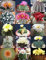 RARE CACTUS MIX pianta rara cactus esotico fiore del deserto semi succulenta 20 semi