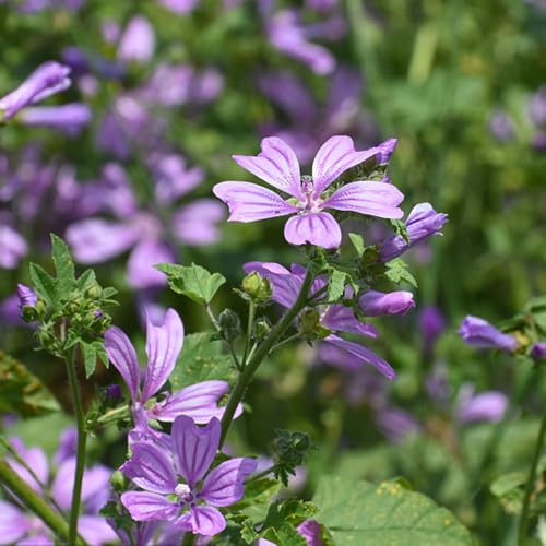 semillas de malva cortadas perennes resistentes semillas de balcón invernadero silvestres decoraciones jardín para exteriores trepadoras 600pcs