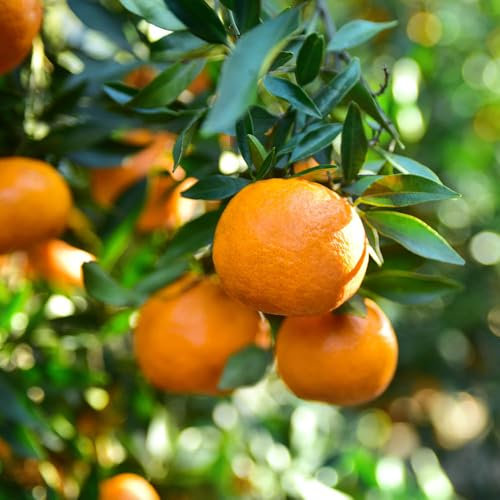 YouGarden Citrus Satsuma Tree - 70-90cm Tall, Fragrant Blossoms, Zesty Fruit, 4 Litre Pot, Ideal for Patios
