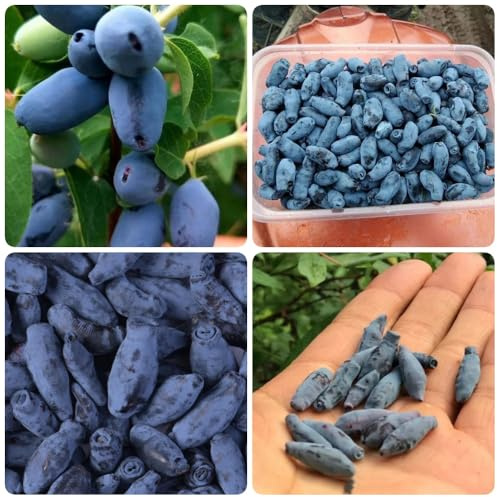 Semi di Lonicera caerulea - semi di per il giardino frutto colonnare resistente Semi di mirtillo siberiano resistenti per contenitori Le perenni sono 20pcs