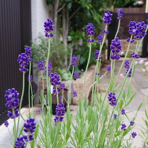 semillas de lavanda perenne - lavanda - silvestres, interior purificadoras de aire, para balcón, resistentes 150pcs