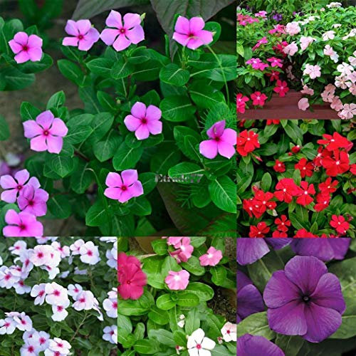 Portal Cool Giallo: Gladiolo perenne Semi di Fiori Giardino Piante en Vaso aerobico Spada Lily Zz 04