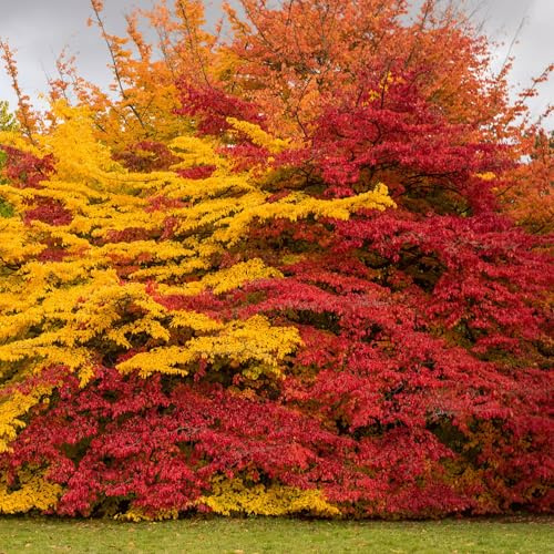 Vivai le Georgiche - Pianta vera di Parrotia persica Albero pagoda, Albero di ferro persiano - altezza alla vendita 40-60 cm