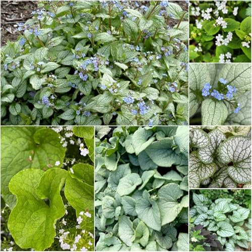 kaukasus vergissmeinnicht - blumensamen kaukasus vergissmeinnicht dachbegrünung - Seltene - hochbeete für garten wildblumensamen blumendeko garten 1000samen