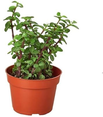 DECOALIVE Árbol de la Abudancia Planta Crasa para Interior y Exterior