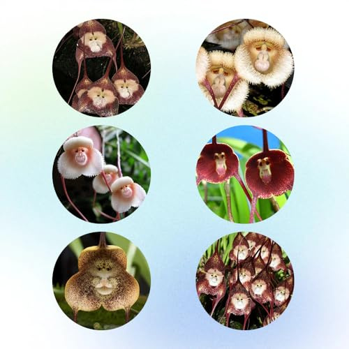 semi di orchidea scimmia, Dracula simia, rialzate da giardino resistenti da balcone per roccioso 200pcs