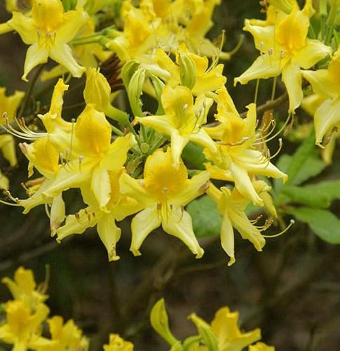 Laubabwerfende Azalee 50-60cm - Rhododendron luteum - Alpenrose