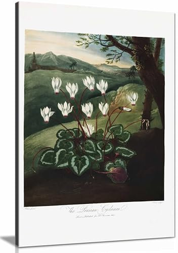 Gerahmter Kunstdruck auf Leinwand, Motiv: Persische Alpenveilchen, Bilder für Wände, Schlafzimmer, Wohnzimmer und Badezimmer, 31 x 20 cm