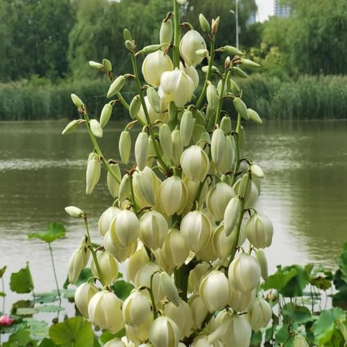 Semi di Yucca Filamentosa, per giardino di verdi decorazione da giardino per esterni semi biologici vecchie varietà rare prodotti 20pcs