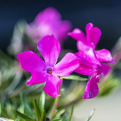 Pianta vera di Phlox subulata McDaniel's Cushion - Diametro Vaso Ø 14 cm