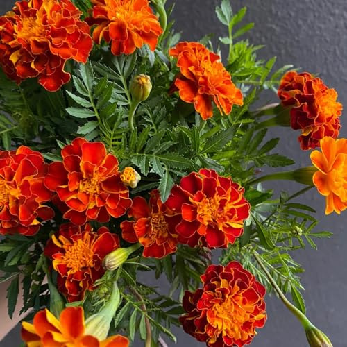 semi di calendula, decorazione balcone resistenti giardino esotiche 100pcs