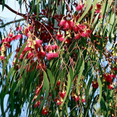 eukalyptus baumsamen kräuterpflanzen kräutersamen balkon garten blumensaat garten hochbeet bonsaibaum büropflanzen hängepflanzen winterhart mehrjährig blumenbeet balkon 400samen