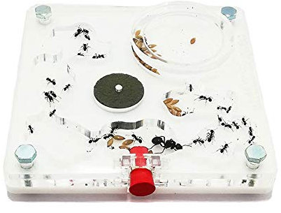 Ant Farm - Acryl Ameisenfarm 10x10 cm mit Deckel | Schaumstoff-Feuchtigkeitssystem | Transparent | Free Ameisen enthalten