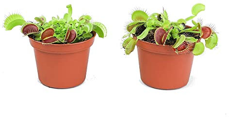 DECOALIVE Duo de Plantas Carnívoras Venus Atrapamoscas