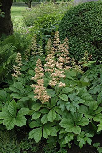 Rodgersia aesculifolia 11x11 cm Topf – Winterhart & Mehrjährig & Pflegeleicht – Kastanienblättriges Schaublatt – Staude für Schattenbeet & Teichrand