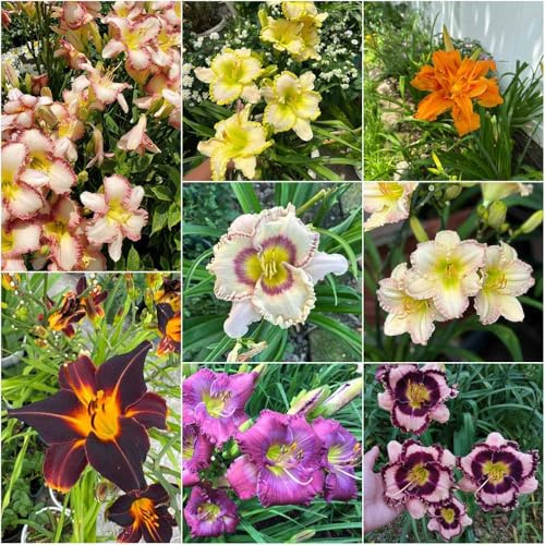 taglilien garten winterhart balkon bodendecker winterhart exotische bonsai taglilien indoor garten sommerblumen blumensamen stauden 180samen