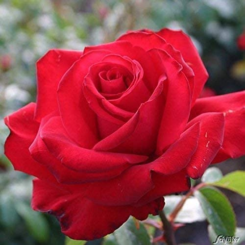 GARTEN SCHLÜTER® Rose 'Jugendliebe®'