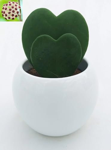 POWERS TO FLOWER - HOYA CUORE KERRII DOPPIA, IN VASO CERAMICA BIANCO, pianta vera