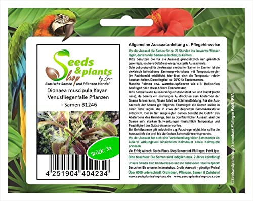 Stk - 3x Dionaea muscipula Kayan Venusfliegenfalle Pflanzen - Samen B1246 - Seeds & Plants Shop by Ipsa