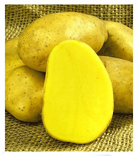 BALDUR Garten 20x Salat-Pflanzkartoffel Sieglinde, Knollen, Pflanzkartoffeln, ertragreich, festkochende Kartoffeln, frühreifend, robust, gesund & kräftig im Wachstum, resistent gegen Krankheiten