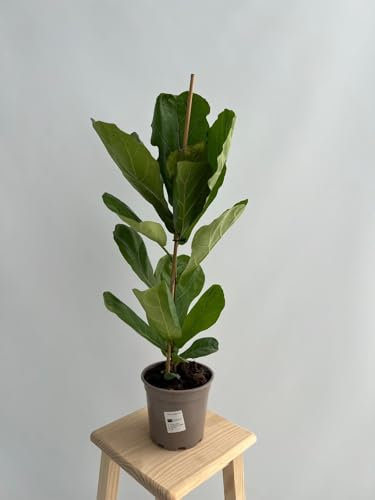 GREENTIA | Higuera Hoja de Violín - Ficus Lyrata con caña (Tutor) de 80cm Planta Natural M17 Altura 60-80cm en maceta de 17cm de diámetro