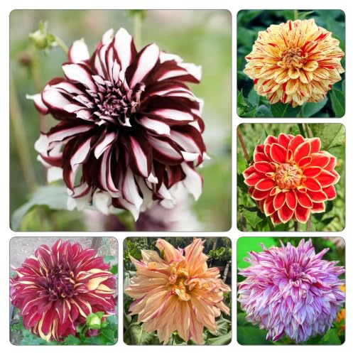 tuberi di dalia - giardino interno tappezzanti raro balcone 8pcs