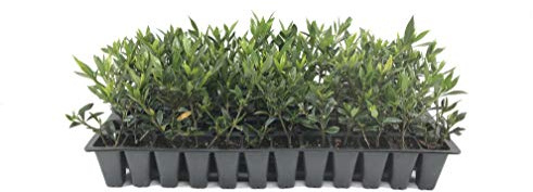 Frostproof Gardenia - 10 Live Plants - Fragrant Blooming Shrub - Gardenia Jasminoides