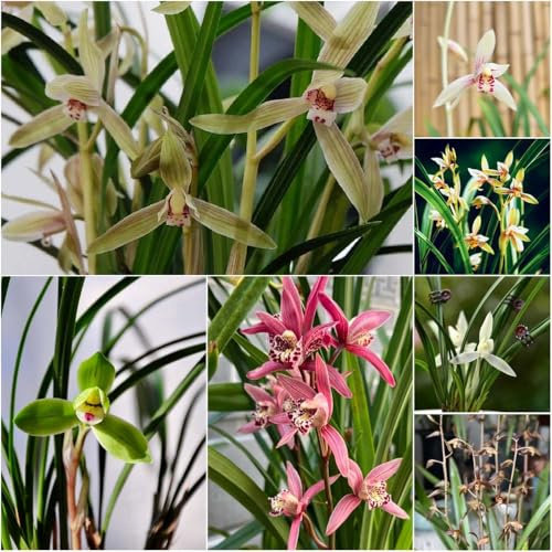 orquídeas reales - semillas semillas exóticas jardín balcón jardín resistentes - raras perennes resistentes decoración balcones 350pcs