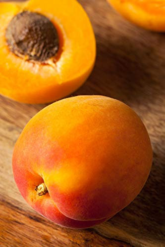 pianta di Albicocco varietà San Castrese in vaso Età 2 anni albero di albicocco pianta di albicocco vera venduta da eGarden.store