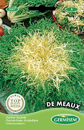 Germisem Endivie DE MEAUX, mehrfarbig, EC2007