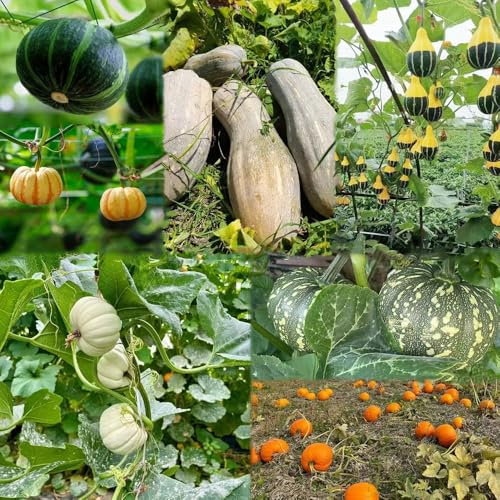 semillas de calabaza semillas de calabaza ornamentales calabazas ornamentales hortalizas hortalizas invierno jardín interior 65pcs