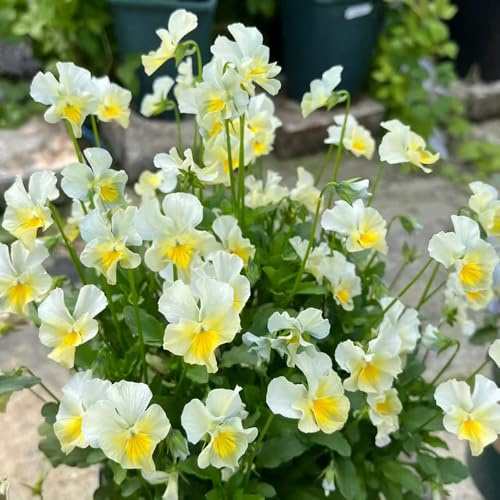 semi di viola del pensiero resistenti - giardino in vaso estremamente aiuola rialzata 420pcs