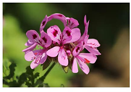 Stk - 5x Pelargonium glutinosum Geranie Garten Pflanzen - Samen B62 - Seeds & Plants Shop by Ipsa