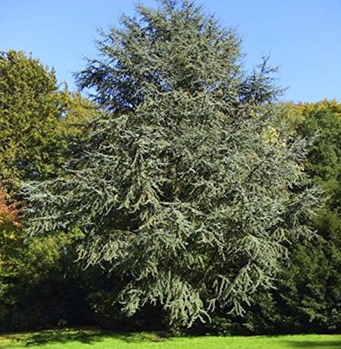 Blaue Atlaszeder 60-80cm - Cedrus atlantica - lebende Gartenpflanze aus den Baumschulen
