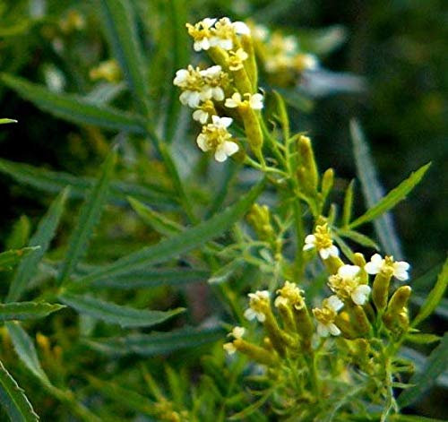 Tagetes minuta - Huacatay - Riesengewürztagetes - 550 semi freschi