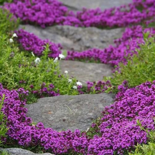 Semi di timo serpillo - semi di come bomboniera resistenti per giardini rocciosi estivi da balcone copertura del terreno arredamento del soggiorno selvatici 1200pcs