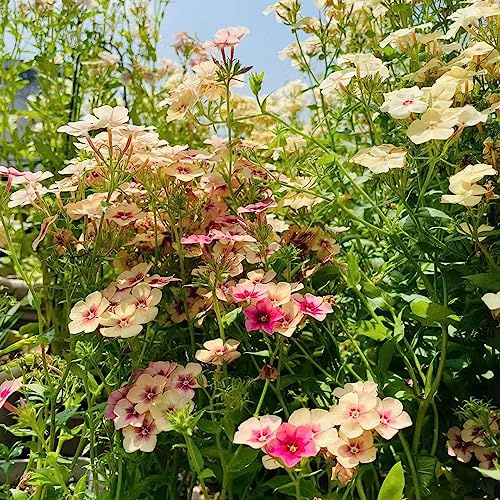 semillas Phlox de alfombra - flox subulata Cobertura perenne resistente invernaderos de balcón jardín de interior prado silvestres, siembra otoño, perenne cama elevada jardín oficina 75pcs