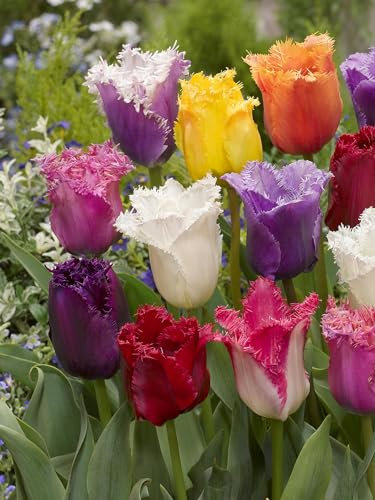 CSL SUNRISE Mehrfarbige Garten Tulpenzwiebeln gefranst, 25 Stück, Tulipa, Blumenzwiebeln extrem frisch