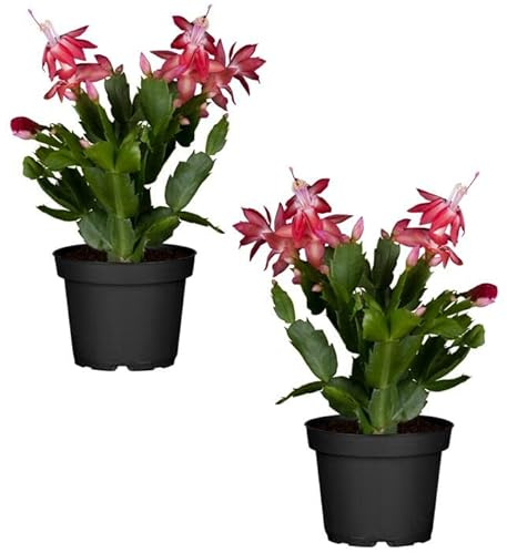 Duo de Cactus de la Navidad de Color Rojo | DECOALIVE | Pack 2 Plantas | Plantas de Navidad Naturales