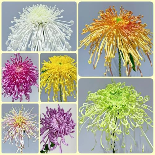 Semi di crisantemo, Le di crisantemo sono resistenti decorazione autunnale da giardino 450pcs