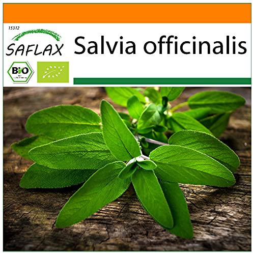 SAFLAX - Garden in The Bag - Organic - Sage - 60 Seeds - with Cultivation Substrate in an Easy to Handle Stand up Bag. - Salvia officinalis