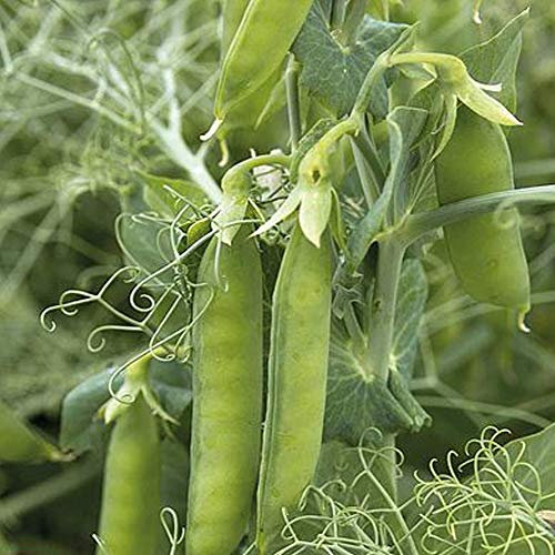 Pea Petit Pois Seeds, Easy to Grow Vegetables, High Yielding with Tasty Edible Peas, Summer Cropping, 1 x Packet Pea Pacco Seeds (350 Seeds) by Thompson & Morgan
