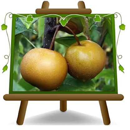 EURO PLANTS VIVAI Nashi Nijisseiki plante fruitière ancienne en un pot de 20 cm hauteur maximale 170 cm - Âge 2 ans