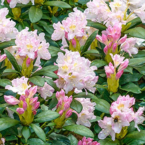 Rhododendron Percy Wiseman Live Hardy Evergreen Bushy Garden Shrub Plant in Pot (9cm Pot, 20-30cm)