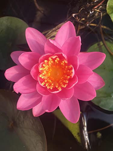 Lincolnshire Pond Plants Ltd - Firecrest Water Lily - Live Water Plant Aquatic Pond Lake Marginal - Potted
