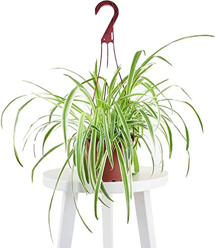 DECOALIVE | Chlorophytum | Colección Plantas para Macotas | Cinta o Planta Araña | Planta de Interior Natural Pet Friendly