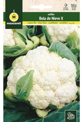 Mascarell Graines, chou-fleur, graines potager, chou-fleur précoce boule de neige X, créez votre propre potager urbain et culture à la maison, plantes horticoles, 3 g
