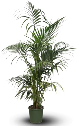 Attitude Jardin - Kentia - palmier - purificateur d'air - 170-190 cm - ⌀ 30 cm - plante d'intérieur - howea forsterian