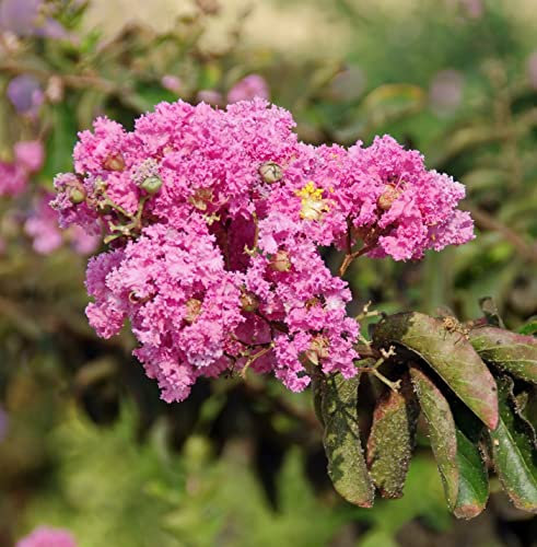 1 x Lila des Indes Rose - Lagerstroemia indica Pot 3 Litre +/- 40 cm